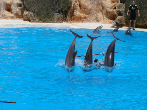 DELFIN SHOW -Loro Parque w Puerto de la Cruz