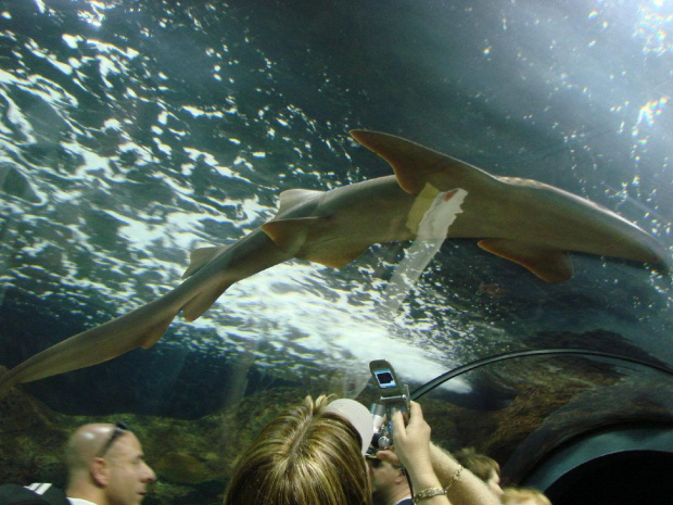 LORO PARQUE! w Puerto de la Cruz