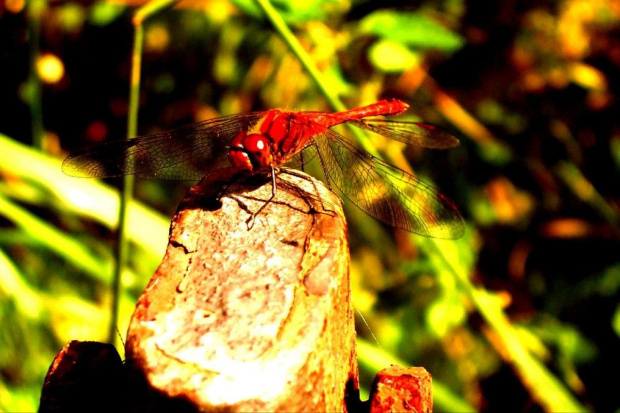 dragonfly #OwadyWażkaKluczborkMiasto