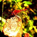 dragonfly #OwadyWażkaKluczborkMiasto