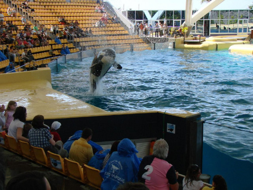 Orca Ocean SHOW