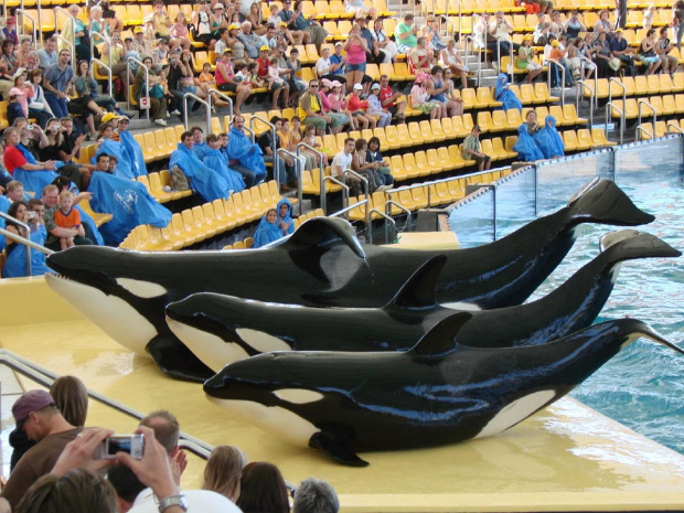 Orca Ocean SHOW