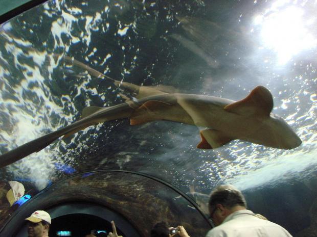 szklany tunel w Aquarium! a to takie coś sie przyczepiło na suficie!!