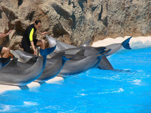 DELFIN SHOW -Loro Parque w Puerto de la Cruz