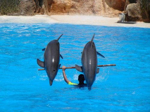 DELFIN SHOW -Loro Parque w Puerto de la Cruz