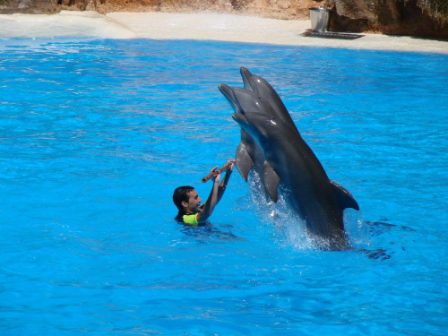 DELFIN SHOW -Loro Parque w Puerto de la Cruz