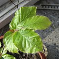 bukowe bonsai