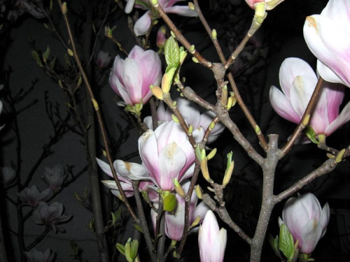 magnolia o zmroku
