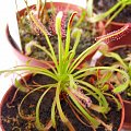 Drosera Capensis