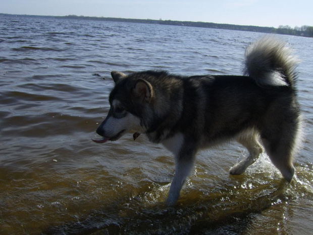 #pies #zwierzęta #AlaskanMalamute