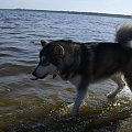 #pies #zwierzęta #AlaskanMalamute