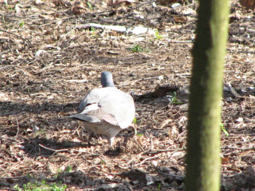 Gołąb Grzywacz zbiera materjał na gniazdo . #Ptaki