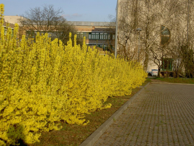 Reszta Kampusu Morasko