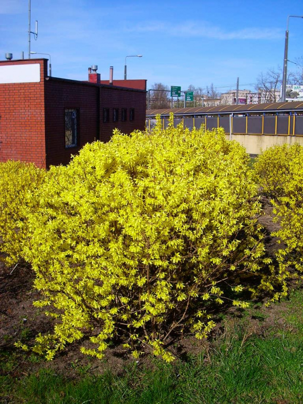 kwitnący krzew forsycji (Forsythia Vahl) #gdynia #praktica #pentacon #testowe #wiosna