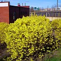 kwitnący krzew forsycji (Forsythia Vahl) #gdynia #praktica #pentacon #testowe #wiosna