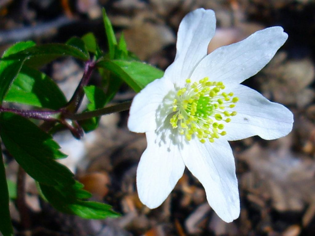 Zawilec gajowy (Anemone nemorosa L.) #wiosna #las #łąka #kwiaty