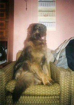 leonberger DEMISS Circulus Vitiosus - Myszka