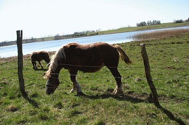 #OkoliceOlsztyna #Bartążek #Bartąg #pole #konie #rower #jeziora #Warmia #mazury #PunktWidokowy #trawa #zieleń