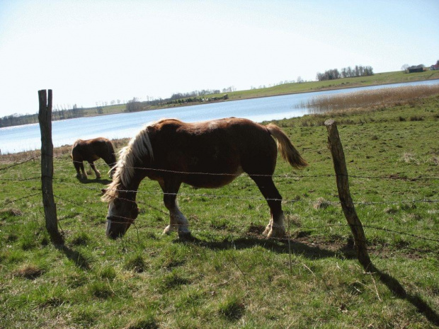 #OkoliceOlsztyna #Bartążek #Bartąg #pole #konie #rower #jeziora #Warmia #mazury #PunktWidokowy #trawa #zieleń