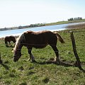 #OkoliceOlsztyna #Bartążek #Bartąg #pole #konie #rower #jeziora #Warmia #mazury #PunktWidokowy #trawa #zieleń