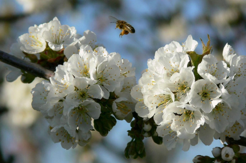 #wiosna #przyroda #kwiaty #pszczola #owady