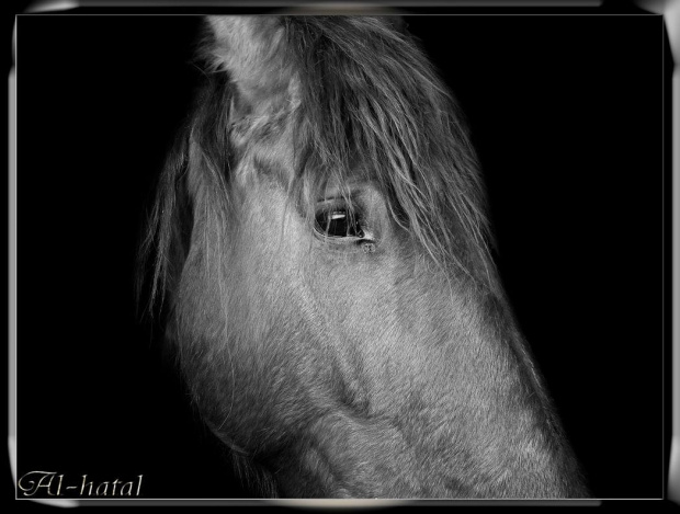 Portret konia o imieniu Galina, stadnina koni Sokolnik #koń #konie #natura #zwierzęta #krajobraz #krajobrazy #sokolnik #stajnia #przyroda #galina