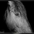 Portret konia o imieniu Galina, stadnina koni Sokolnik #koń #konie #natura #zwierzęta #krajobraz #krajobrazy #sokolnik #stajnia #przyroda #galina