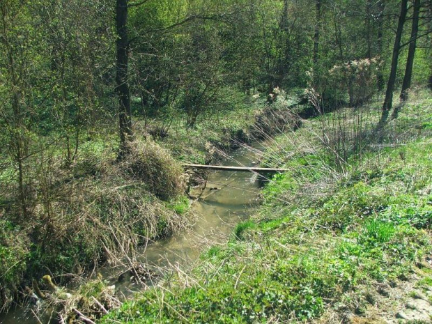 Potok Witoszyński #rzeka #rzeczka #strumień #Witoszyn