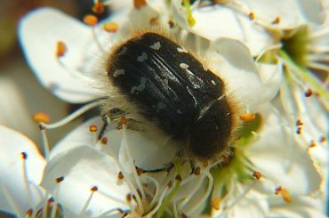 Robal #owad #chrząszcz