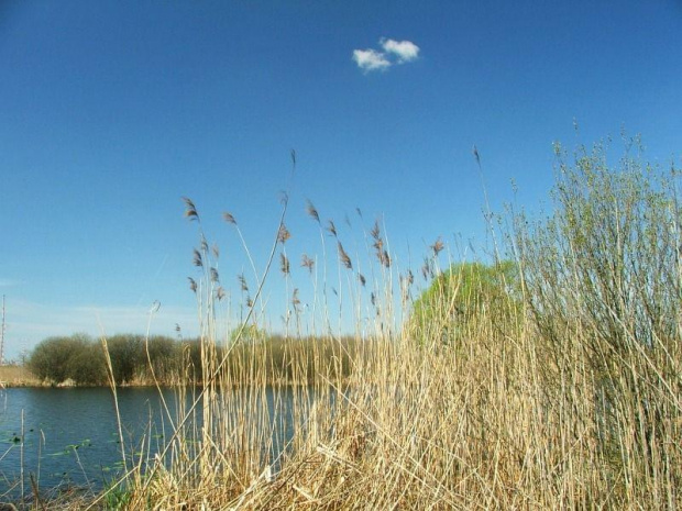 Nad Jeziorem Nury #Gołąb #Nury #las #jezioro