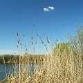 Nad Jeziorem Nury #Gołąb #Nury #las #jezioro