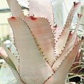 neoregelia 5