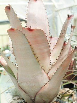 neoregelia 5