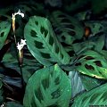 maranta 3