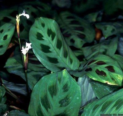 maranta 3