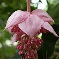 madinilla magnifica