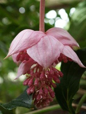 madinilla magnifica