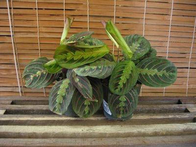 maranta 1