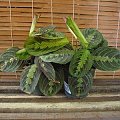 maranta 1