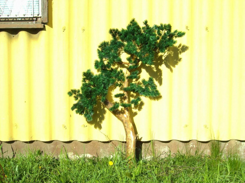 Drzewo iglaste około 145cm. #DrzewoSztuczne #SztuczneDrzewa #DrzewoIglaste