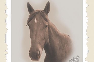 Portret konia o imieniu Galina, stadnina koni Sokolnik #koń #konie #natura #zwierzęta #krajobraz #krajobrazy #sokolnik #pastwisko #przyroda #galina