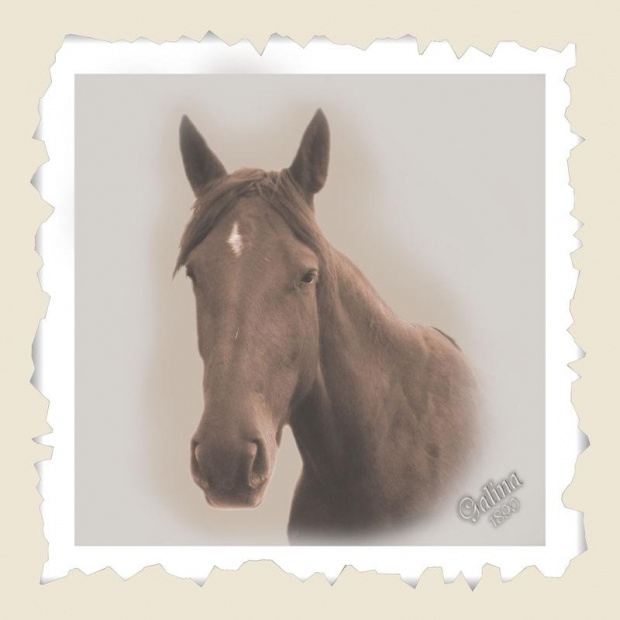 Portret konia o imieniu Galina, stadnina koni Sokolnik #koń #konie #natura #zwierzęta #krajobraz #krajobrazy #sokolnik #pastwisko #przyroda #galina