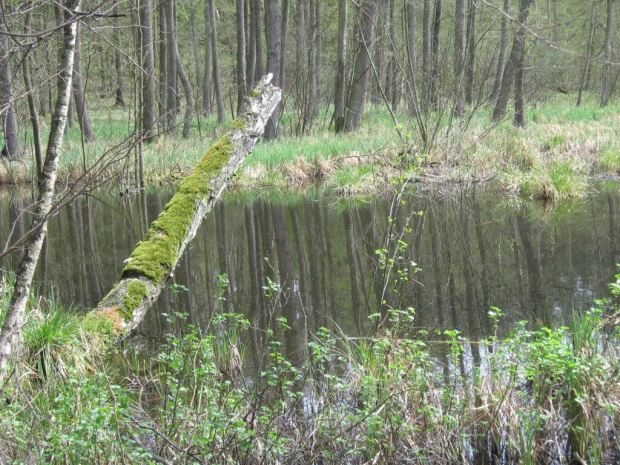 Dolina Rzeki Gąsawki