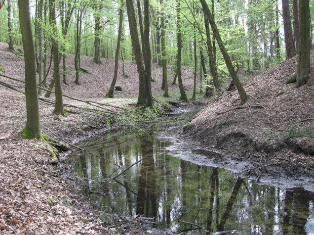 Dolina Rzeki Gąsawki