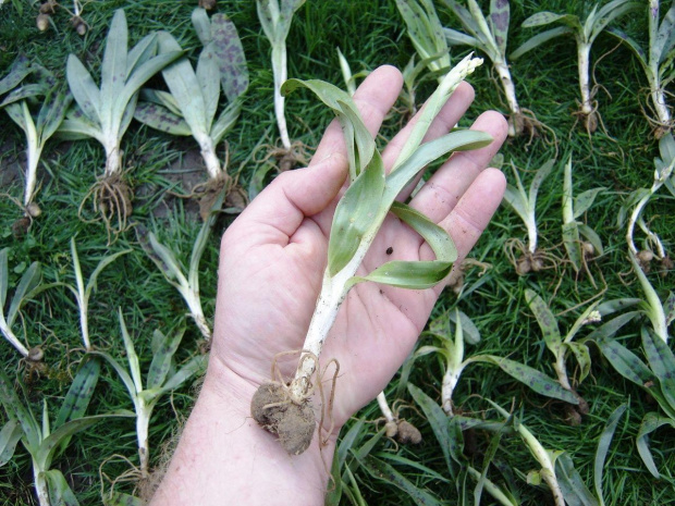 Orchis mascula Francja