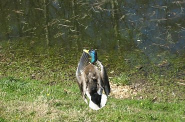 #kaczki #kaczor #kaczka #trawa #mazury #warmia #Olsztyn #para #rodzina