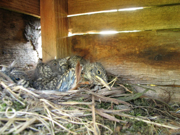 A to inni mieszkańcy. Gniazdo było w starym karmniku na środku podwórka... ptakom to nie przeszkadzało:)