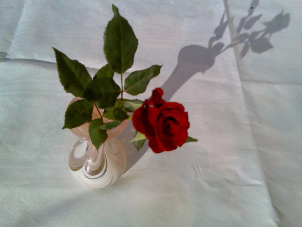 Róża mojej Róży