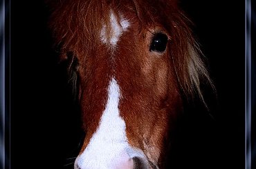 Kucyk - portret, stadnina koni Sokolnik #koń #konie #natura #zwierzęta #krajobraz #krajobrazy #sokolnik #pastwisko #przyroda #kucyk
