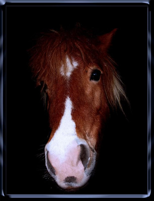 Kucyk - portret, stadnina koni Sokolnik #koń #konie #natura #zwierzęta #krajobraz #krajobrazy #sokolnik #pastwisko #przyroda #kucyk